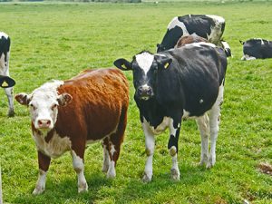 Animal agriculture