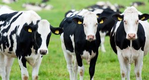 Holstein cattle