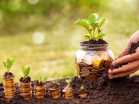 hand planting and growing money in dirt