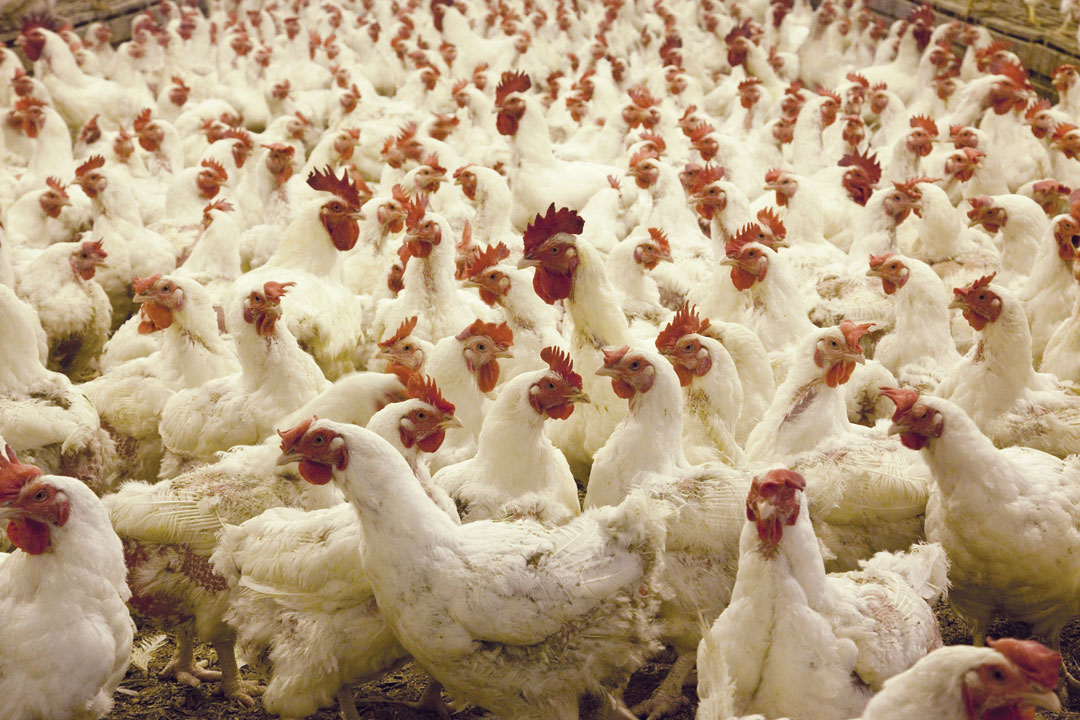 chickens-broilers