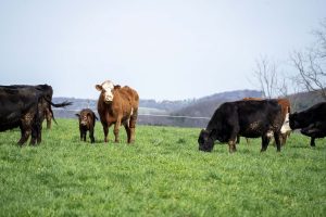 PFB Praises Beef Revitalization Plan, Cautions Against Import Proposal
