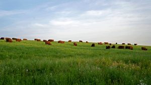 Farm Bureau Urges Restraint on Beef Imports